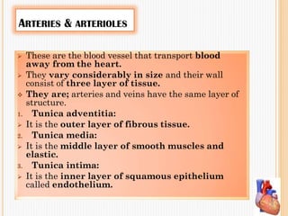 ARTERIES & ARTERIOLES
 These are the blood vessel that transport blood
away from the heart.
 They vary considerably in size and their wall
consist of three layer of tissue.
 They are; arteries and veins have the same layer of
structure.
1. Tunica adventitia:
 It is the outer layer of fibrous tissue.
2. Tunica media:
 It is the middle layer of smooth muscles and
elastic.
3. Tunica intima:
 It is the inner layer of squamous epithelium
called endothelium.
 
