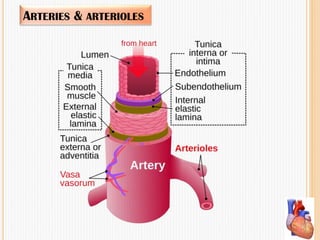 ARTERIES & ARTERIOLES
 