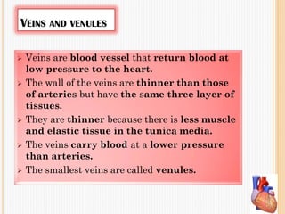 VEINS AND VENULES
 Veins are blood vessel that return blood at
low pressure to the heart.
 The wall of the veins are thinner than those
of arteries but have the same three layer of
tissues.
 They are thinner because there is less muscle
and elastic tissue in the tunica media.
 The veins carry blood at a lower pressure
than arteries.
 The smallest veins are called venules.
 