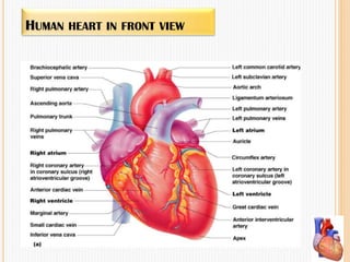 HUMAN HEART IN FRONT VIEW
 