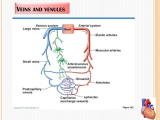 VEINS AND VENULES
 