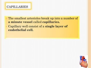 CAPILLARIES
 The smallest arterioles break up into a number of
a minute vessel called capillaries.
 Capillary well consist of a single layer of
endothelial cell.
 