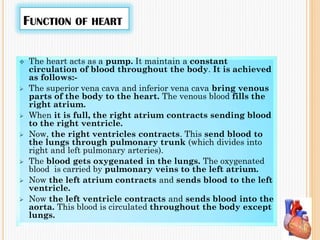 FUNCTION OF HEART
 The heart acts as a pump. It maintain a constant
circulation of blood throughout the body. It is achieved
as follows:-
 The superior vena cava and inferior vena cava bring venous
parts of the body to the heart. The venous blood fills the
right atrium.
 When it is full, the right atrium contracts sending blood
to the right ventricle.
 Now, the right ventricles contracts. This send blood to
the lungs through pulmonary trunk (which divides into
right and left pulmonary arteries).
 The blood gets oxygenated in the lungs. The oxygenated
blood is carried by pulmonary veins to the left atrium.
 Now the left atrium contracts and sends blood to the left
ventricle.
 Now the left ventricle contracts and sends blood into the
aorta. This blood is circulated throughout the body except
lungs.
 