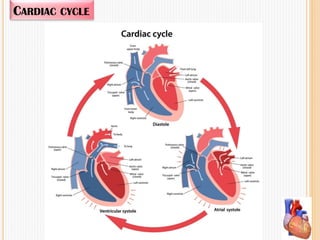 CARDIAC CYCLE
 