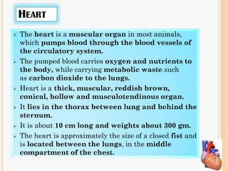 HEART
 The heart is a muscular organ in most animals,
which pumps blood through the blood vessels of
the circulatory system.
 The pumped blood carries oxygen and nutrients to
the body, while carrying metabolic waste such
as carbon dioxide to the lungs.
 Heart is a thick, muscular, reddish brown,
conical, hollow and musculotendinous organ.
 It lies in the thorax between lung and behind the
sternum.
 It is about 10 cm long and weights about 300 gm.
 The heart is approximately the size of a closed fist and
is located between the lungs, in the middle
compartment of the chest.
 