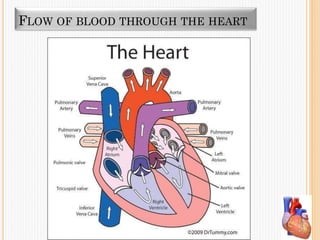 FLOW OF BLOOD THROUGH THE HEART
 