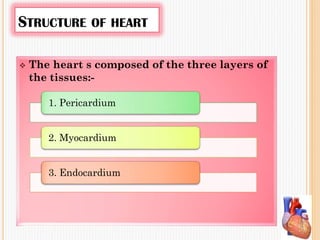 STRUCTURE OF HEART
 The heart s composed of the three layers of
the tissues:-
1. Pericardium
2. Myocardium
3. Endocardium
 