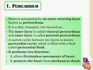 1. PERICARDIUM
 Heart is surrounded by an outer covering layer
known as pericardium.
 It is a thin, transport, two layered sac.
 The inner layer is called visceral pericardium
and outer layer is called parietal pericardium.
 A narrow cavity between two layers is known
pericardial cavity which is filled with a fluid
called pericardial fluid.
 It performs two function:-
a. It allows frictionless movements of heart.
b. It protects the heart from mechanical shock.
 