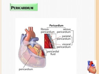 PERICARDIUM
 