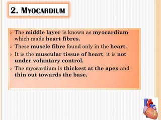 2. MYOCARDIUM
 The middle layer is known as myocardium
which made heart fibres.
 These muscle fibre found only in the heart.
 It is the muscular tissue of heart, it is not
under voluntary control.
 The myocardium is thickest at the apex and
thin out towards the base.
 