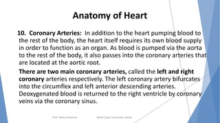 Anatomy of Heart
10. Coronary Arteries: In addition to the heart pumping blood to
the rest of the body, the heart itself requires its own blood supply
in order to function as an organ. As blood is pumped via the aorta
to the rest of the body, it also passes into the coronary arteries that
are located at the aortic root.
There are two main coronary arteries, called the left and right
coronary arteries respectively. The left coronary artery bifurcates
into the circumflex and left anterior descending arteries.
Deoxygenated blood is returned to the right ventricle by coronary
veins via the coronary sinus.
Prof. Mukul Sharma Medi-Caps University, Indore 10
 