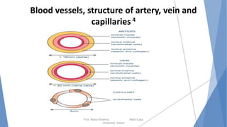 Blood vessels, structure of artery, vein and
capillaries 4
Prof. Mukul Sharma Medi-Caps
University, Indore
13
 