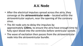 A.V. Node
• After the electrical impulses spread across the atria, they
converge at the atrioventricular node – located within the
atrioventricular septum, near the opening of the coronary
sinus.
• The AV node acts to delay the impulses by
approximately 120ms, to ensure the atria have enough time to
fully eject blood into the ventricles before ventricular systole.
• The wave of excitation then passes from the atrioventricular
node into the atrioventricular bundle.
Prof. Mukul Sharma Medi-Caps University, Indore 22
 