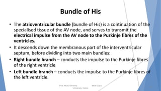 Bundle of His
• The atrioventricular bundle (bundle of His) is a continuation of the
specialised tissue of the AV node, and serves to transmit the
electrical impulse from the AV node to the Purkinje fibres of the
ventricles.
• It descends down the membranous part of the interventricular
septum, before dividing into two main bundles:
• Right bundle branch – conducts the impulse to the Purkinje fibres
of the right ventricle
• Left bundle branch – conducts the impulse to the Purkinje fibres of
the left ventricle.
Prof. Mukul Sharma Medi-Caps
University, Indore
23
 