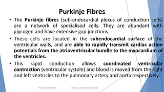 Purkinje Fibres
• The Purkinje fibres (sub-endocardial plexus of conduction cells)
are a network of specialised cells. They are abundant with
glycogen and have extensive gap junctions.
• These cells are located in the subendocardial surface of the
ventricular walls, and are able to rapidly transmit cardiac action
potentials from the atrioventricular bundle to the myocardium of
the ventricles.
• This rapid conduction allows coordinated ventricular
contraction (ventricular systole) and blood is moved from the right
and left ventricles to the pulmonary artery and aorta respectively.
Prof. Mukul Sharma Medi-Caps University, Indore 24
 