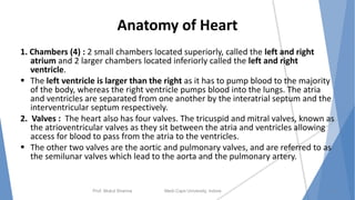 Anatomy of Heart
1. Chambers (4) : 2 small chambers located superiorly, called the left and right
atrium and 2 larger chambers located inferiorly called the left and right
ventricle.
 The left ventricle is larger than the right as it has to pump blood to the majority
of the body, whereas the right ventricle pumps blood into the lungs. The atria
and ventricles are separated from one another by the interatrial septum and the
interventricular septum respectively.
2. Valves : The heart also has four valves. The tricuspid and mitral valves, known as
the atrioventricular valves as they sit between the atria and ventricles allowing
access for blood to pass from the atria to the ventricles.
 The other two valves are the aortic and pulmonary valves, and are referred to as
the semilunar valves which lead to the aorta and the pulmonary artery.
Prof. Mukul Sharma Medi-Caps University, Indore 4
 