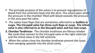  The principle purpose of the valves is to prevent regurgitation of
blood from the ventricles back into the atria. The valves open when
the pressure in the chamber filled with blood exceeds the pressure
in the area past the valve.
 The valves have flaps that are sometimes referred to as leaflets or
cusps. The tricuspid valve has three such flaps or cusps. The mitral
valve is also referred to as the bicuspid valve and has two cusps.
3. Chordae Tendineae: The chordae tendineae are fibrous tendon
like cords that connect to the tricuspid valve in the right ventricle
and the mitral valve in the left ventricle.
 When the valves close the chordae tendineae prevent the cusps
from swinging upwards into the atrial cavity.
Prof. Mukul Sharma Medi-Caps
University, Indore
5
 