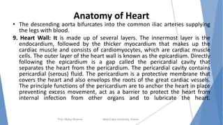 Anatomy of Heart
• The descending aorta bifurcates into the common iliac arteries supplying
the legs with blood.
9. Heart Wall: It is made up of several layers. The innermost layer is the
endocardium, followed by the thicker myocardium that makes up the
cardiac muscle and consists of cardiomyocytes, which are cardiac muscle
cells. The outer layer of the heart wall is known as the epicardium. Directly
following the epicardium is a gap called the pericardial cavity that
separates the heart from the pericardium. The pericardial cavity contains
pericardial (serous) fluid. The pericardium is a protective membrane that
covers the heart and also envelops the roots of the great cardiac vessels.
The principle functions of the pericardium are to anchor the heart in place
preventing excess movement, act as a barrier to protect the heart from
internal infection from other organs and to lubricate the heart.
Prof. Mukul Sharma Medi-Caps University, Indore 8
 