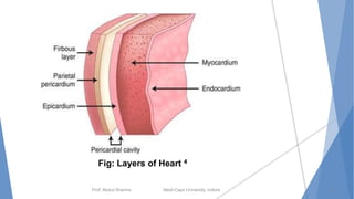 Prof. Mukul Sharma Medi-Caps University, Indore
Fig: Layers of Heart 4
9
 