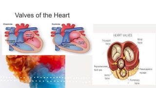 Valves of the Heart
 