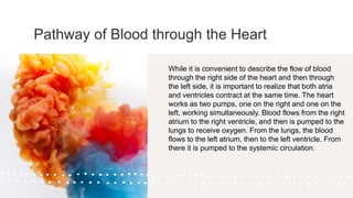 Pathway of Blood through the Heart
While it is convenient to describe the flow of blood
through the right side of the heart and then through
the left side, it is important to realize that both atria
and ventricles contract at the same time. The heart
works as two pumps, one on the right and one on the
left, working simultaneously. Blood flows from the right
atrium to the right ventricle, and then is pumped to the
lungs to receive oxygen. From the lungs, the blood
flows to the left atrium, then to the left ventricle. From
there it is pumped to the systemic circulation.
 