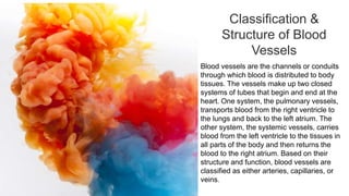 Classification &
Structure of Blood
Vessels
Blood vessels are the channels or conduits
through which blood is distributed to body
tissues. The vessels make up two closed
systems of tubes that begin and end at the
heart. One system, the pulmonary vessels,
transports blood from the right ventricle to
the lungs and back to the left atrium. The
other system, the systemic vessels, carries
blood from the left ventricle to the tissues in
all parts of the body and then returns the
blood to the right atrium. Based on their
structure and function, blood vessels are
classified as either arteries, capillaries, or
veins.
 