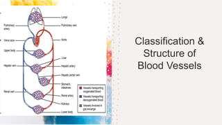 Classification &
Structure of
Blood Vessels
 