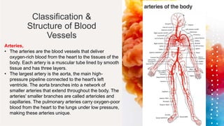 Classification &
Structure of Blood
Vessels
Arteries,
• The arteries are the blood vessels that deliver
oxygen-rich blood from the heart to the tissues of the
body. Each artery is a muscular tube lined by smooth
tissue and has three layers.
• The largest artery is the aorta, the main high-
pressure pipeline connected to the heart's left
ventricle. The aorta branches into a network of
smaller arteries that extend throughout the body. The
arteries' smaller branches are called arterioles and
capillaries. The pulmonary arteries carry oxygen-poor
blood from the heart to the lungs under low pressure,
making these arteries unique.
 