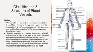 Classification &
Structure of Blood
Vessels
Veins,
• Veins are blood vessels that carry blood towards the
heart. Most veins carry deoxygenated blood from the
tissues back to the heart; exceptions are the pulmonary
and umbilical veins, both of which carry oxygenated
blood to the heart.
• A vein is an elastic blood vessel that transports blood
from various regions of the body to the heart. Veins are
components of the cardiovascular system, which
circulates blood to provide nutrients to the cells of the
body. Unlike the high-pressure arterial system, the
venous system is a low-pressure system that relies on
muscle contractions to return blood to the heart.
 