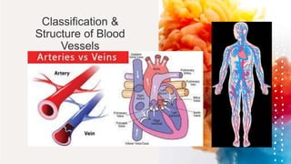 Classification &
Structure of Blood
Vessels
 