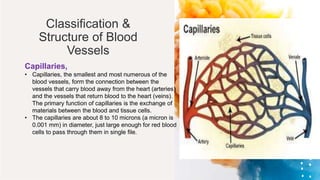 Classification &
Structure of Blood
Vessels
Capillaries,
• Capillaries, the smallest and most numerous of the
blood vessels, form the connection between the
vessels that carry blood away from the heart (arteries)
and the vessels that return blood to the heart (veins).
The primary function of capillaries is the exchange of
materials between the blood and tissue cells.
• The capillaries are about 8 to 10 microns (a micron is
0.001 mm) in diameter, just large enough for red blood
cells to pass through them in single file.
 