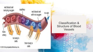 Classification &
Structure of Blood
Vessels
 