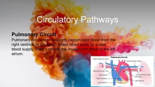 Circulatory Pathways
Pulmonary Circuit
Pulmonary circulation transports oxygen-poor blood from the
right ventricle to the lungs, where blood picks up a new
blood supply. Then it returns the oxygen-rich blood to the left
atrium.
 
