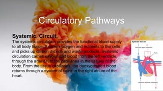 Circulatory Pathways
Systemic Circuit,
The systemic circulation provides the functional blood supply
to all body tissue. It carries oxygen and nutrients to the cells
and picks up carbon dioxide and waste products. Systemic
circulation carries oxygenated blood from the left ventricle,
through the arteries, to the capillaries in the tissues of the
body. From the tissue capillaries, the deoxygenated blood
returns through a system of veins to the right atrium of the
heart.
 