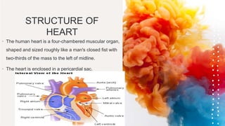 STRUCTURE OF
HEART
• The human heart is a four-chambered muscular organ,
shaped and sized roughly like a man's closed fist with
two-thirds of the mass to the left of midline.
• The heart is enclosed in a pericardial sac.
 