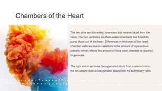 Chambers of the Heart
The two atria are thin-walled chambers that receive blood from the
veins. The two ventricles are thick-walled chambers that forcefully
pump blood out of the heart. Differences in thickness of the heart
chamber walls are due to variations in the amount of myocardium
present, which reflects the amount of force each chamber is required
to generate.
The right atrium receives deoxygenated blood from systemic veins;
the left atrium receives oxygenated blood from the pulmonary veins.
 