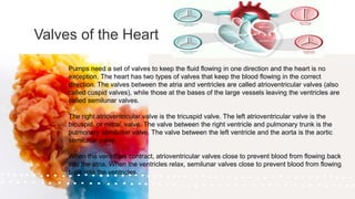 Valves of the Heart
Pumps need a set of valves to keep the fluid flowing in one direction and the heart is no
exception. The heart has two types of valves that keep the blood flowing in the correct
direction. The valves between the atria and ventricles are called atrioventricular valves (also
called cuspid valves), while those at the bases of the large vessels leaving the ventricles are
called semilunar valves.
The right atrioventricular valve is the tricuspid valve. The left atrioventricular valve is the
bicuspid, or mitral, valve. The valve between the right ventricle and pulmonary trunk is the
pulmonary semilunar valve. The valve between the left ventricle and the aorta is the aortic
semilunar valve.
When the ventricles contract, atrioventricular valves close to prevent blood from flowing back
into the atria. When the ventricles relax, semilunar valves close to prevent blood from flowing
back into the ventricles.
 