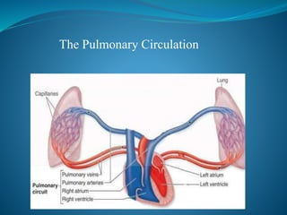The Pulmonary Circulation
 