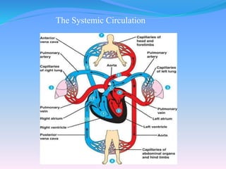 The Systemic Circulation
 