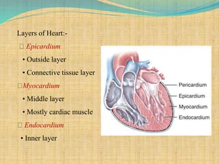 Layers of Heart:-
Epicardium
• Outside layer
• Connective tissue layer
Myocardium
• Middle layer
• Mostly cardiac muscle
Endocardium
• Inner layer
 