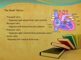 The Heart Valves:-
Tricuspid valve
◦ Separates right atrium from right ventricle
Bicuspid valve
◦ Separates left atrium from left ventricle
Pulmonic valve
◦ Separates right ventricle from pulmonary artery
Aortic valve
◦Separates left ventricle from aorta .
 