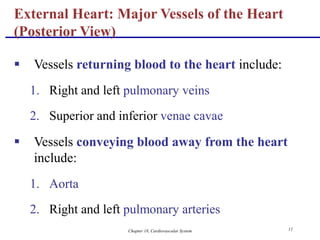 Chapter 18, Cardiovascular System 11
 Vessels returning blood to the heart include:
1. Right and left pulmonary veins
2. Superior and inferior venae cavae
 Vessels conveying blood away from the heart
include:
1. Aorta
2. Right and left pulmonary arteries
External Heart: Major Vessels of the Heart
(Posterior View)
 