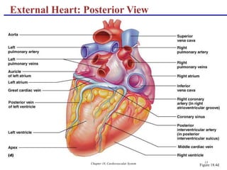 Chapter 18, Cardiovascular System 13
External Heart: Posterior View
Figure 18.4d
 