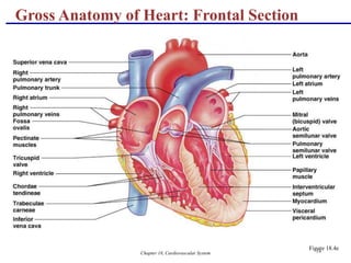 Chapter 18, Cardiovascular System 14
Gross Anatomy of Heart: Frontal Section
Figure 18.4e
 
