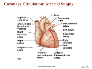 Chapter 18, Cardiovascular System 24
Coronary Circulation: Arterial Supply
Figure 18.7a
 