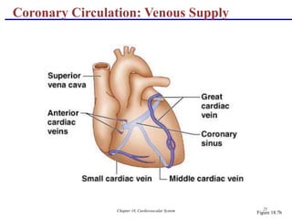 Chapter 18, Cardiovascular System 25
Coronary Circulation: Venous Supply
Figure 18.7b
 