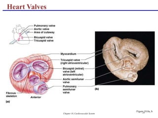 Chapter 18, Cardiovascular System 28
Heart Valves
Figure 18.8a, b
 