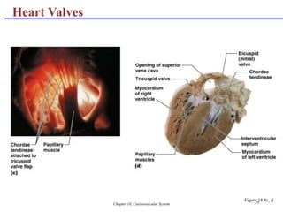Chapter 18, Cardiovascular System 29
Heart Valves
Figure 18.8c, d
 