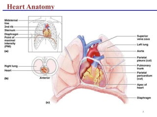 3
Heart Anatomy
 