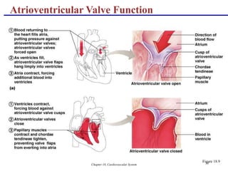Chapter 18, Cardiovascular System 30
Atrioventricular Valve Function
Figure 18.9
 